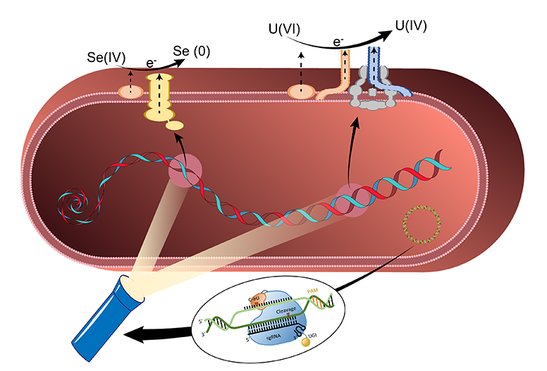 图4.bmp